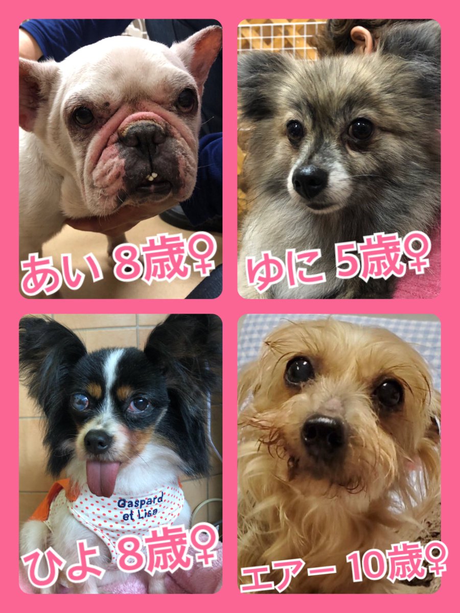 🐾今日の里親様募集中ワンコ🐶メンバーです🐾2020,4,22